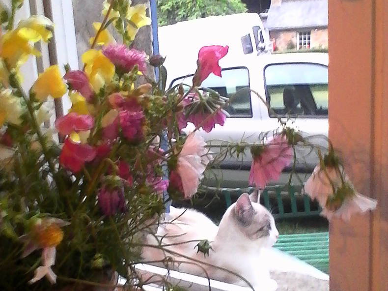 Gastfamilie Le Faouët 11988-3