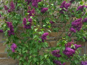 Chambre Chez L'habitant Esboz-Brest 127566-9
