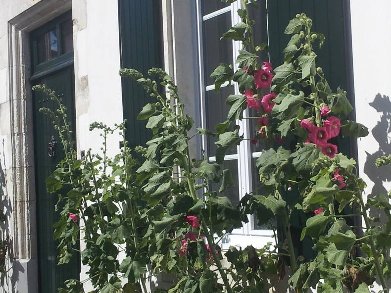 Hele Huis Sainte-Marie-de-Ré 167788-3