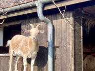 Chambre Chez L'habitant Vucherens 576687-8