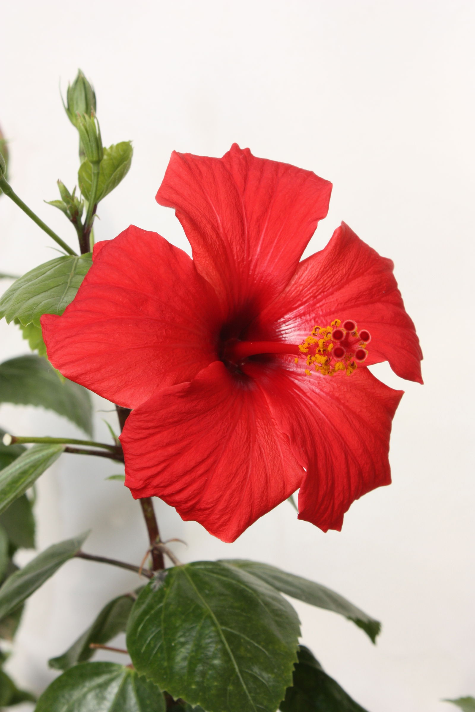 Gästezimmer Marrakesh 102503