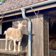 Homestay Vucherens 576687