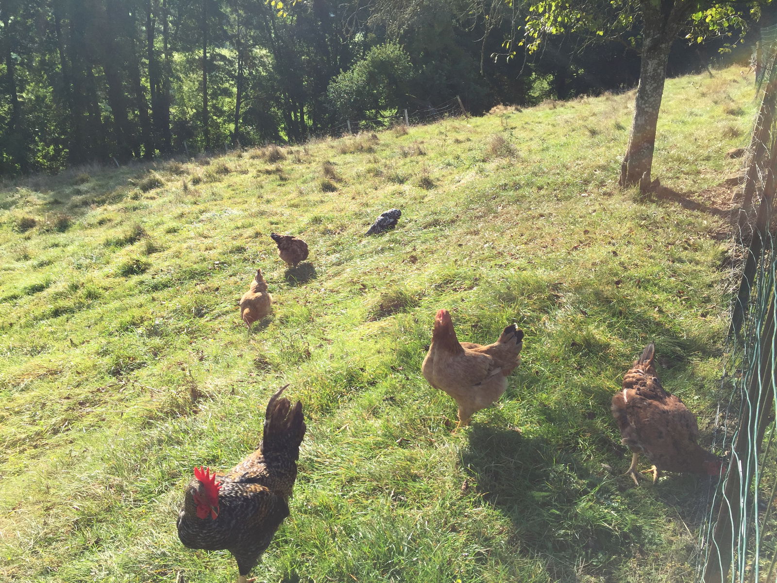 Homestay Breuvannes-en-Bassigny 263295