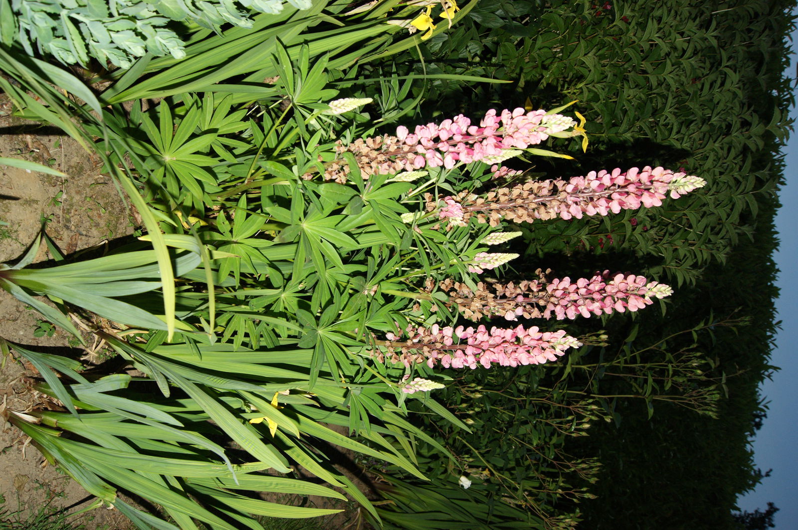 Independent Studio Bretteville du Grand Caux 66099