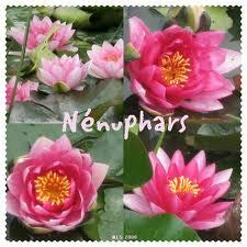 Homestay Chaville 74270