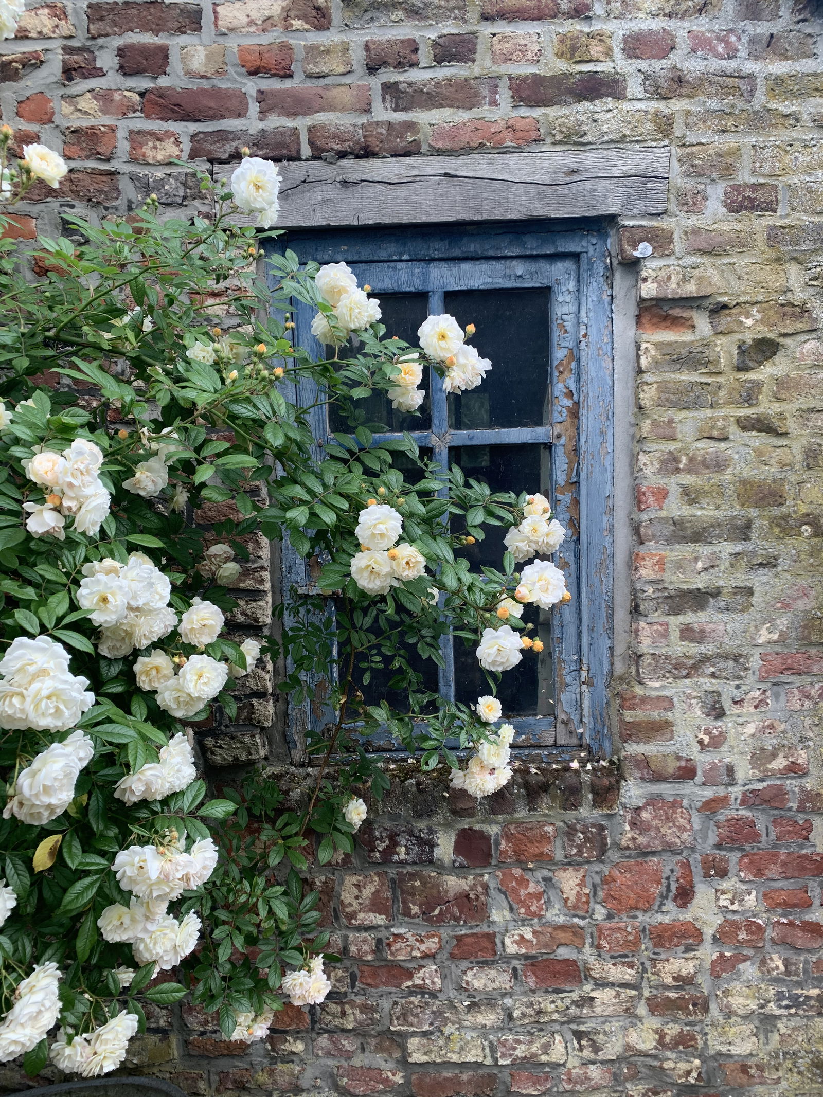 Homestay Juprelle 302882