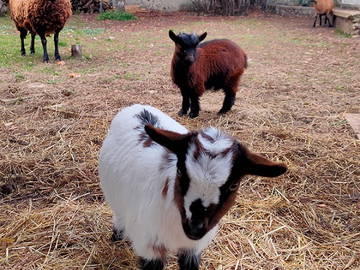 Logement Entier La Couture-Boussey 99186-6