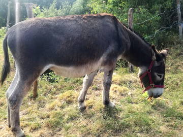 Chambre Chez L'habitant Monts-De-Randon 250398-8