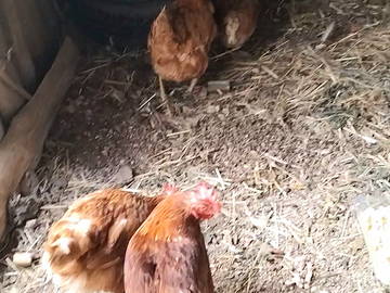 Chambre Chez L'habitant Monts-De-Randon 250398-13