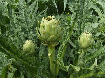 Logement Entier Plounéour-Brignogan-Plages 50341-10