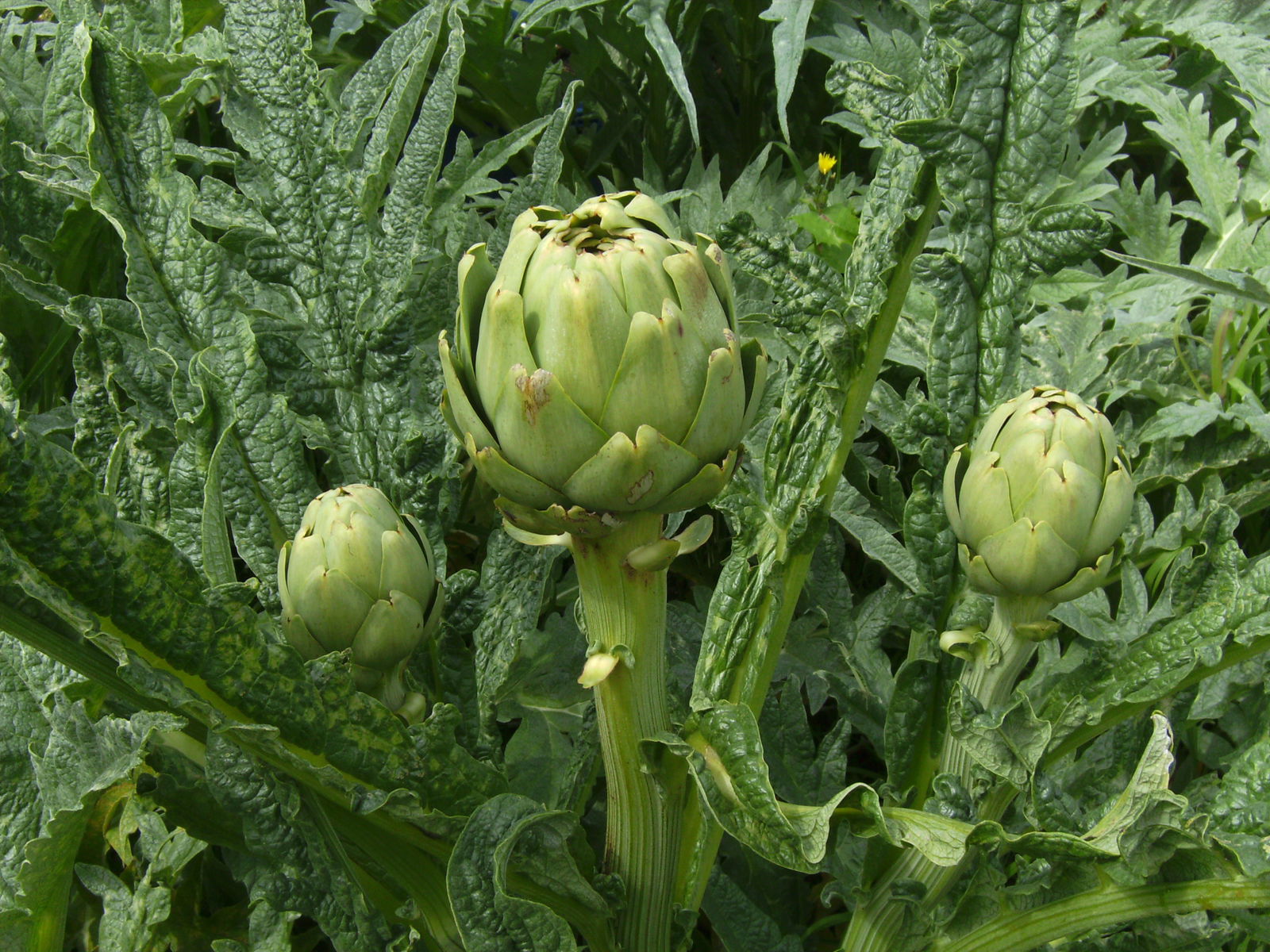 Tutta La Casa Plounéour-Brignogan-plages 50341