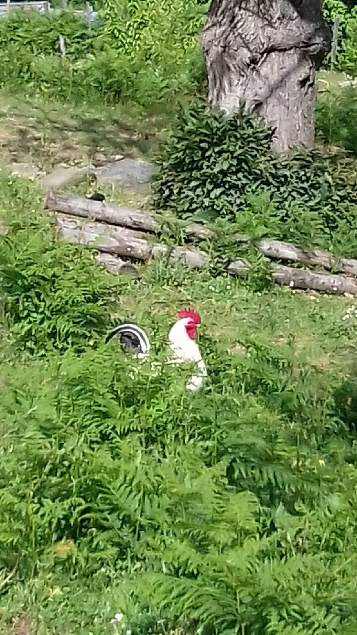 Chambre Chez L'habitant Porri 181637
