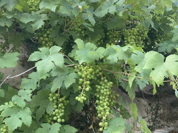 Colocation Septmonts 312511-5