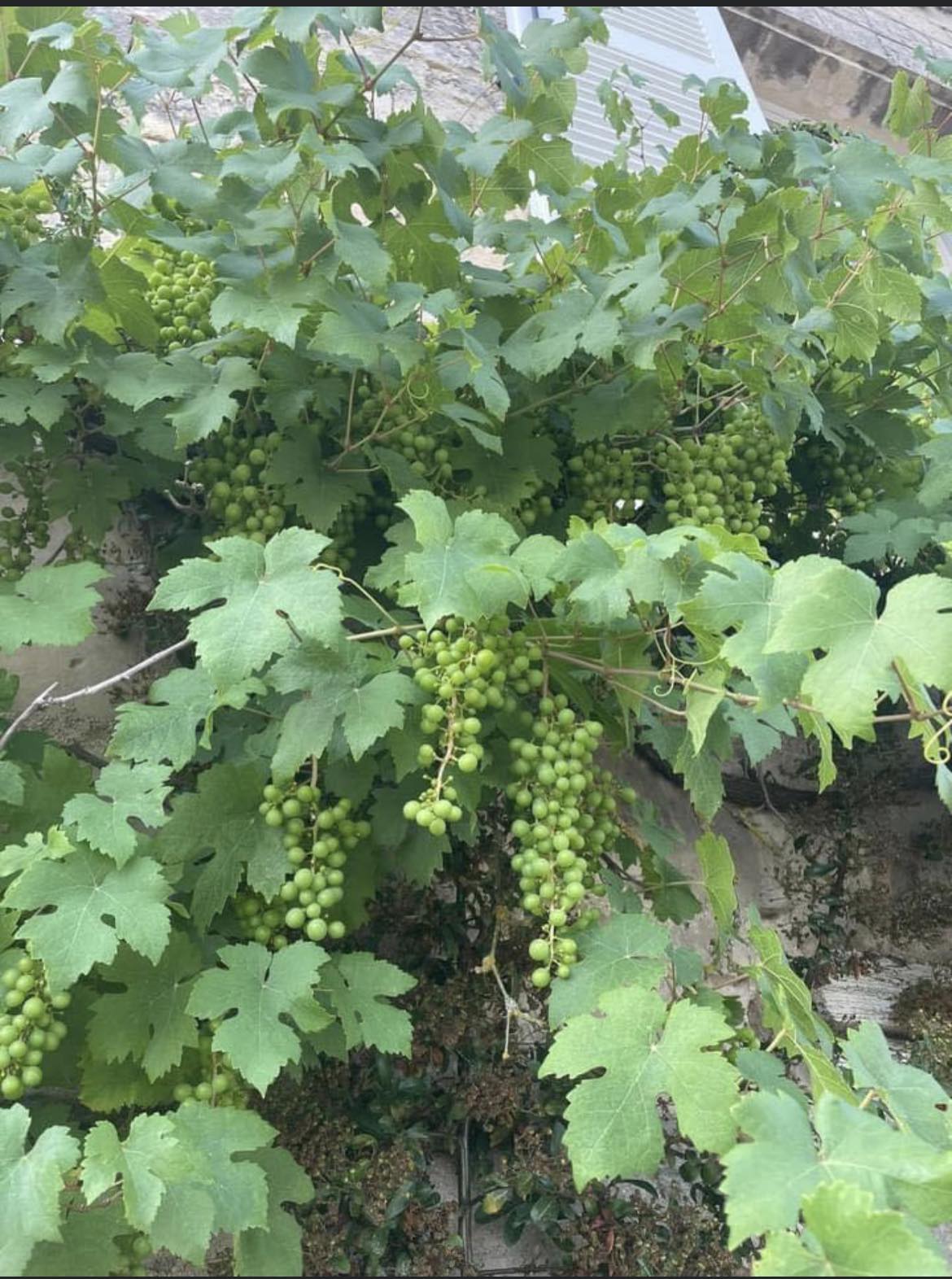 Collocazione Septmonts 312511