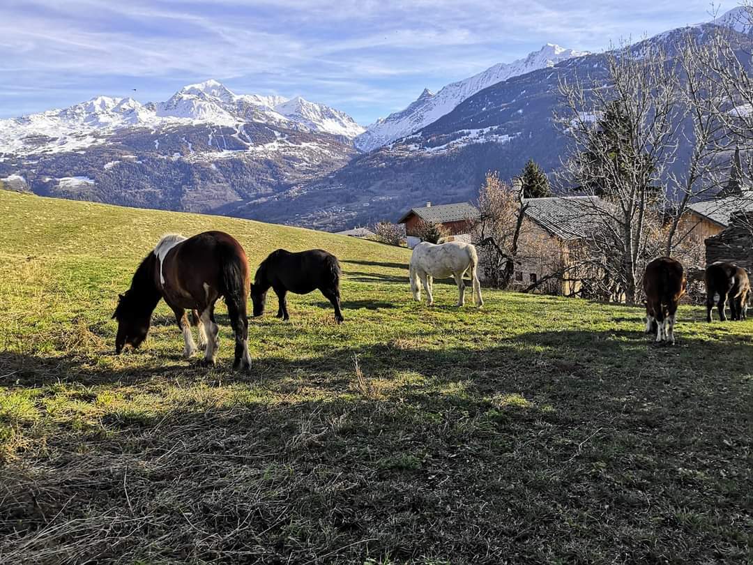 Gastfamilie Valezan 141927