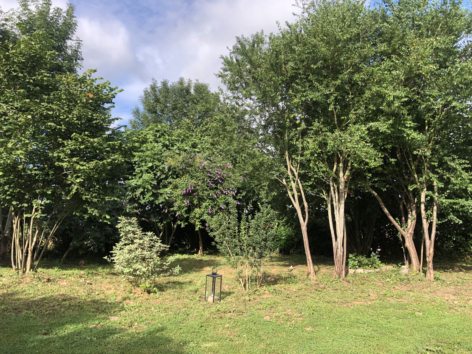 Famiglia Alençon 322695