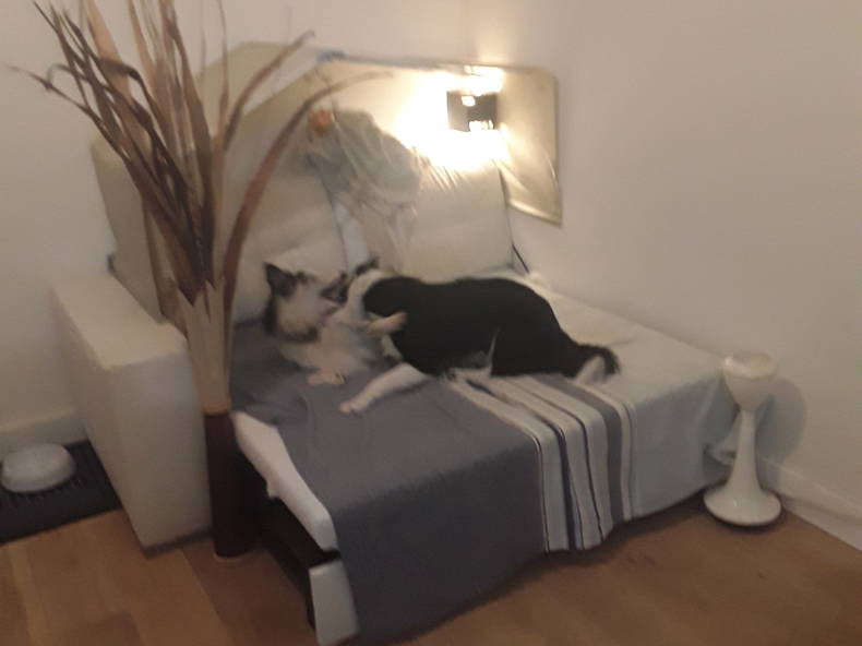 Kolokasie Urrugne 256635-5