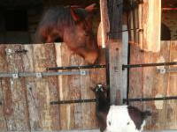 Homestay Mouchamps 252596-2