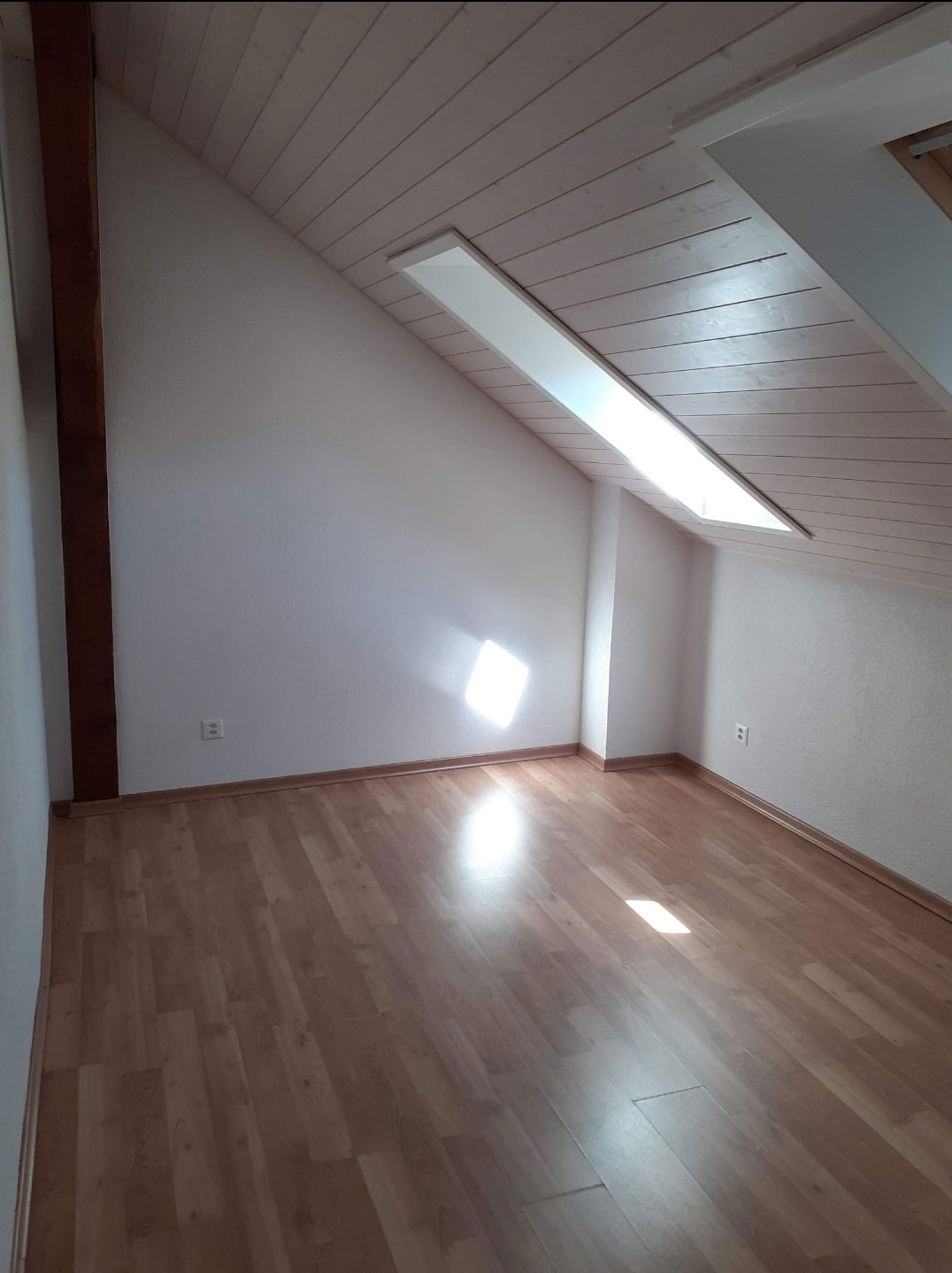 Kolokasie Payerne 258201