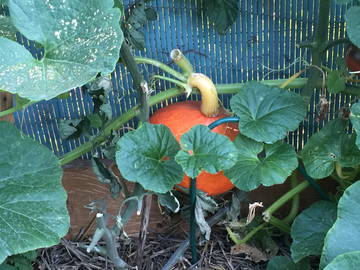 Shared Accommodation Ris-Orangis 94801-4