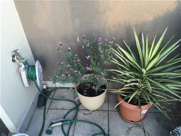 Colocation Hawthorn 117623-4