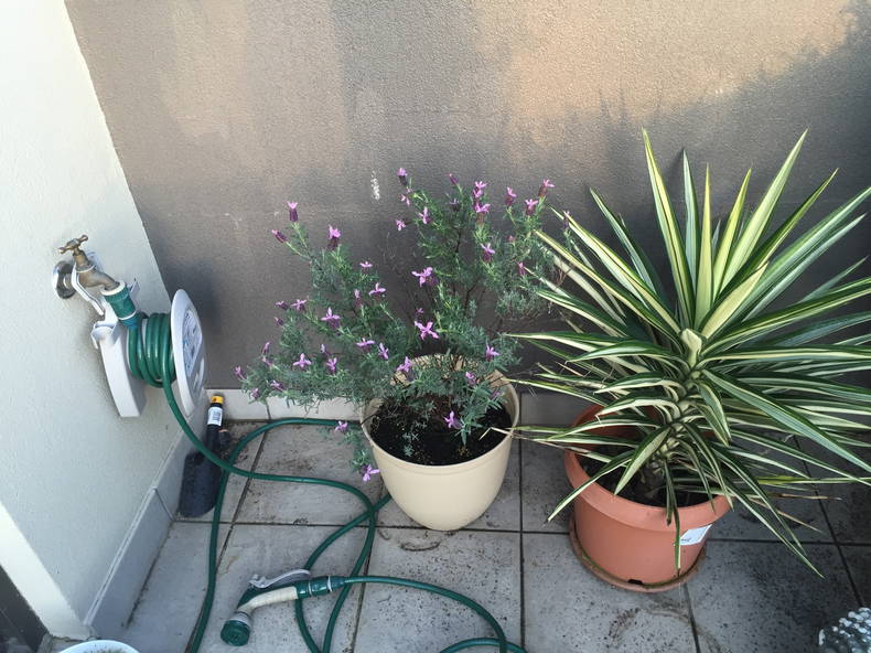 Kolokacja Hawthorn 117623-4