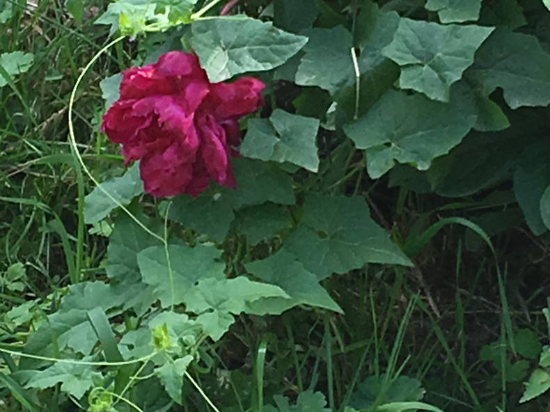 Colocación Forbach 240333-4