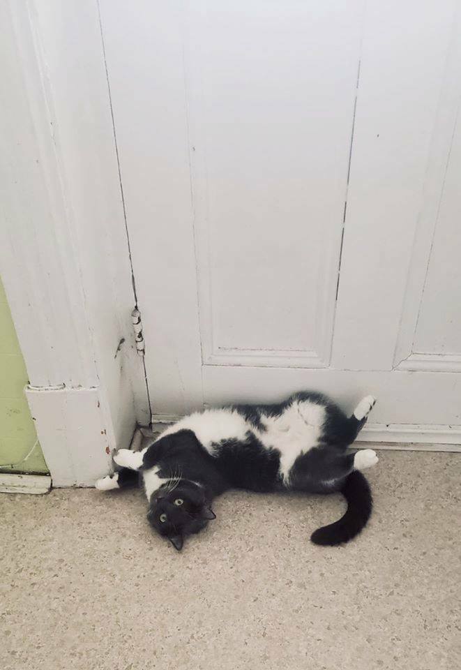 Colocação Québec 236147