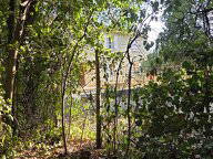 Kolokasie Sabran 657249-2