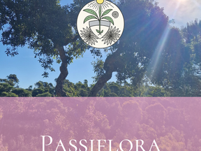 🌿Ven a recargar tus pilas en Passiflora 🌞