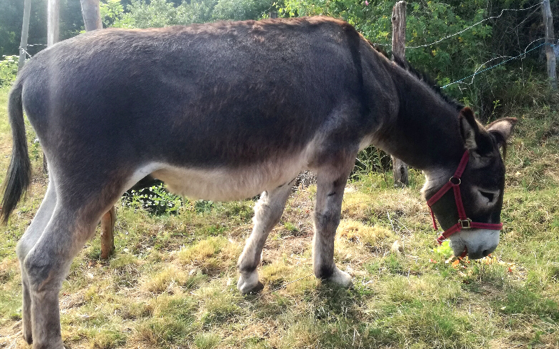 Entire Home Monts-de-Randon 363147