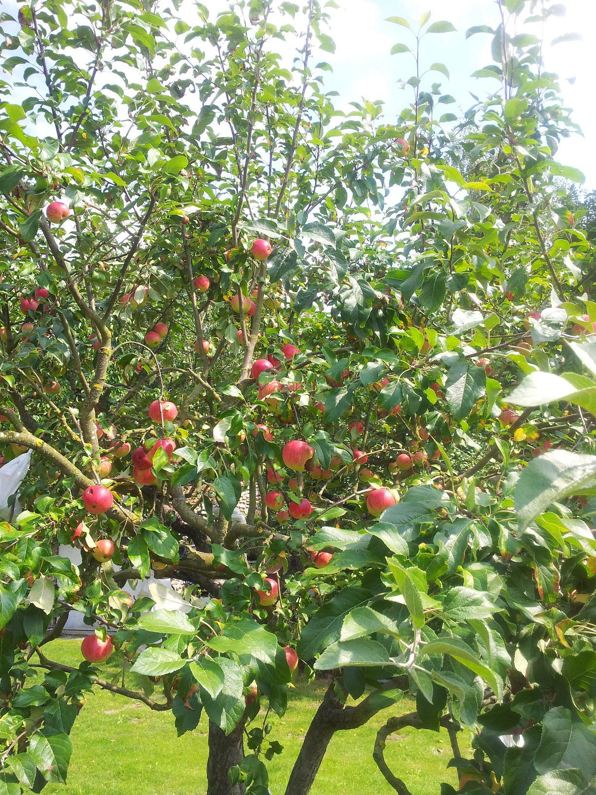 Gästrum Bazainville 87235