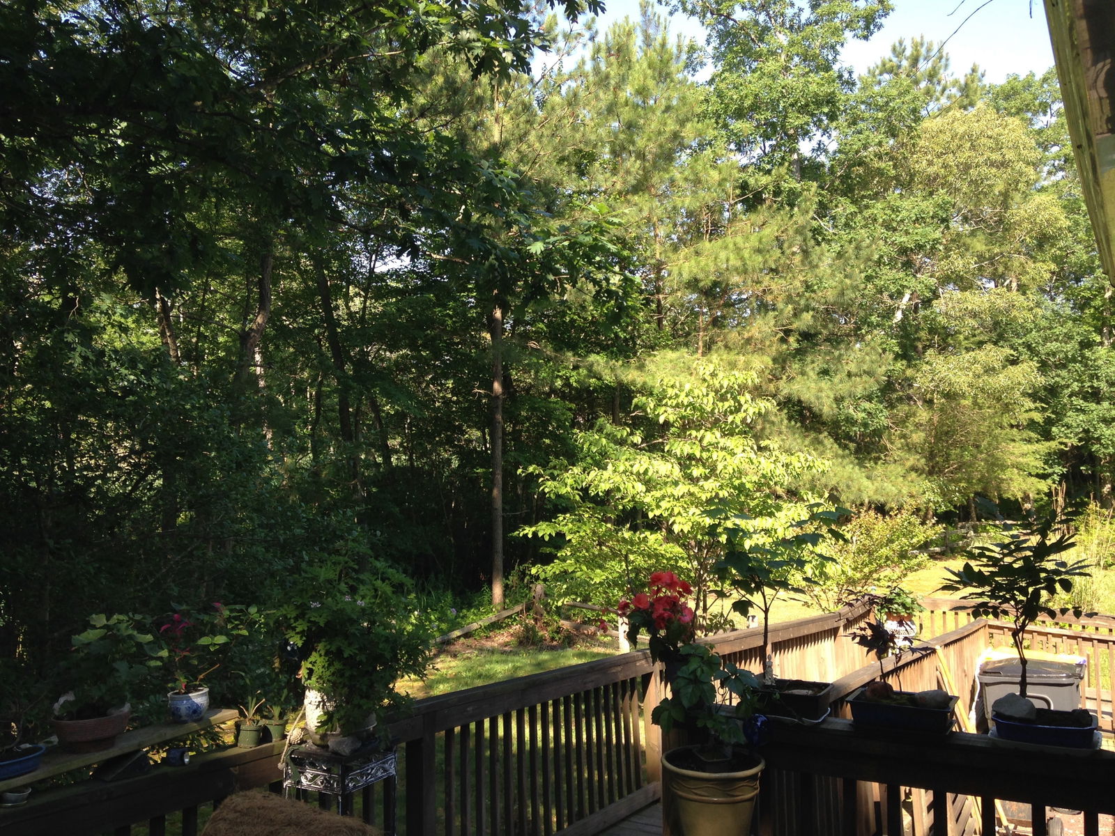 Colocación Long Neck 115354