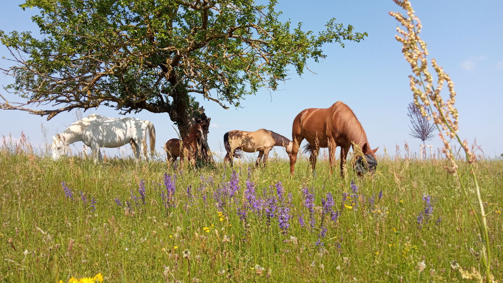 Collocazione Beaurepaire 264296