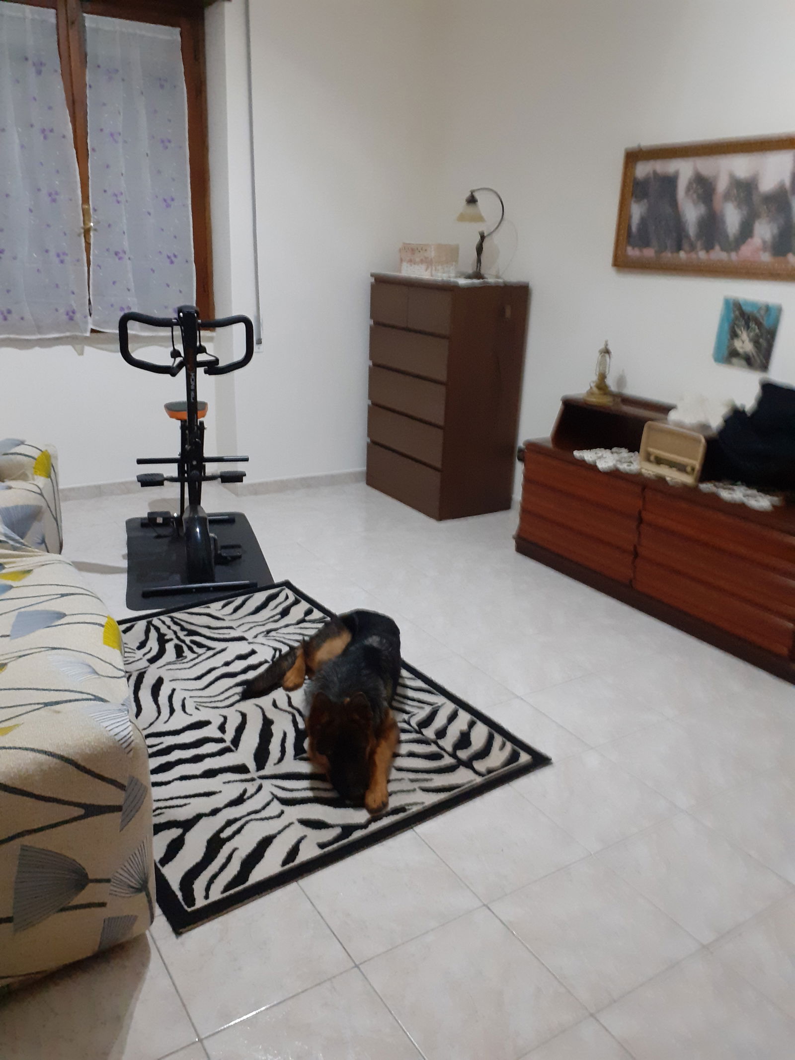 Colocación Santa Lucia 265112