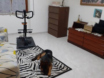 Roomlala | Comparto Piso Con Una Señora Amante De Los Animales