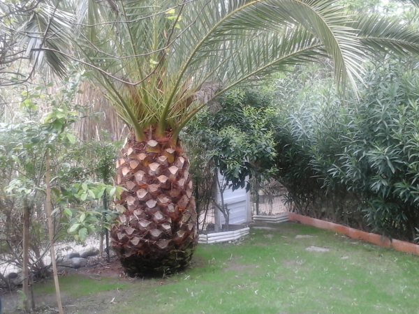 Logement Entier Calvi 148400-5