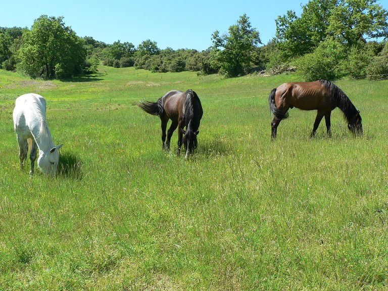 Entire Home Saint-Maurice-d'Ibie 75136