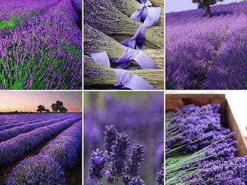 Chambre Chez L'habitant Entraigues-Sur-La-Sorgue 98789-4