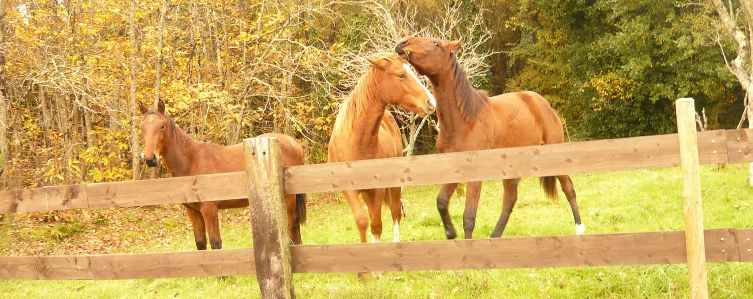 Gastenkamers Sallertaine 80249