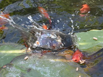 Logement Entier La Tour-D'aigues 30052-10