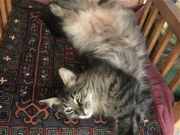 Chambre Chez L'habitant Saint-Mandé 128595-9