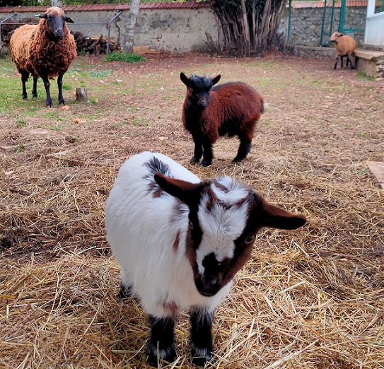 Zakwaterowanie U Rodziny La Couture-Boussey 646518