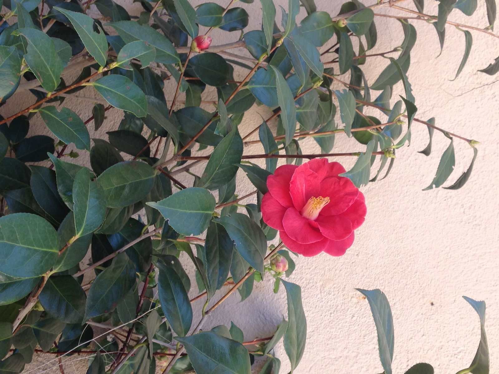 Homestay Lyon 158426