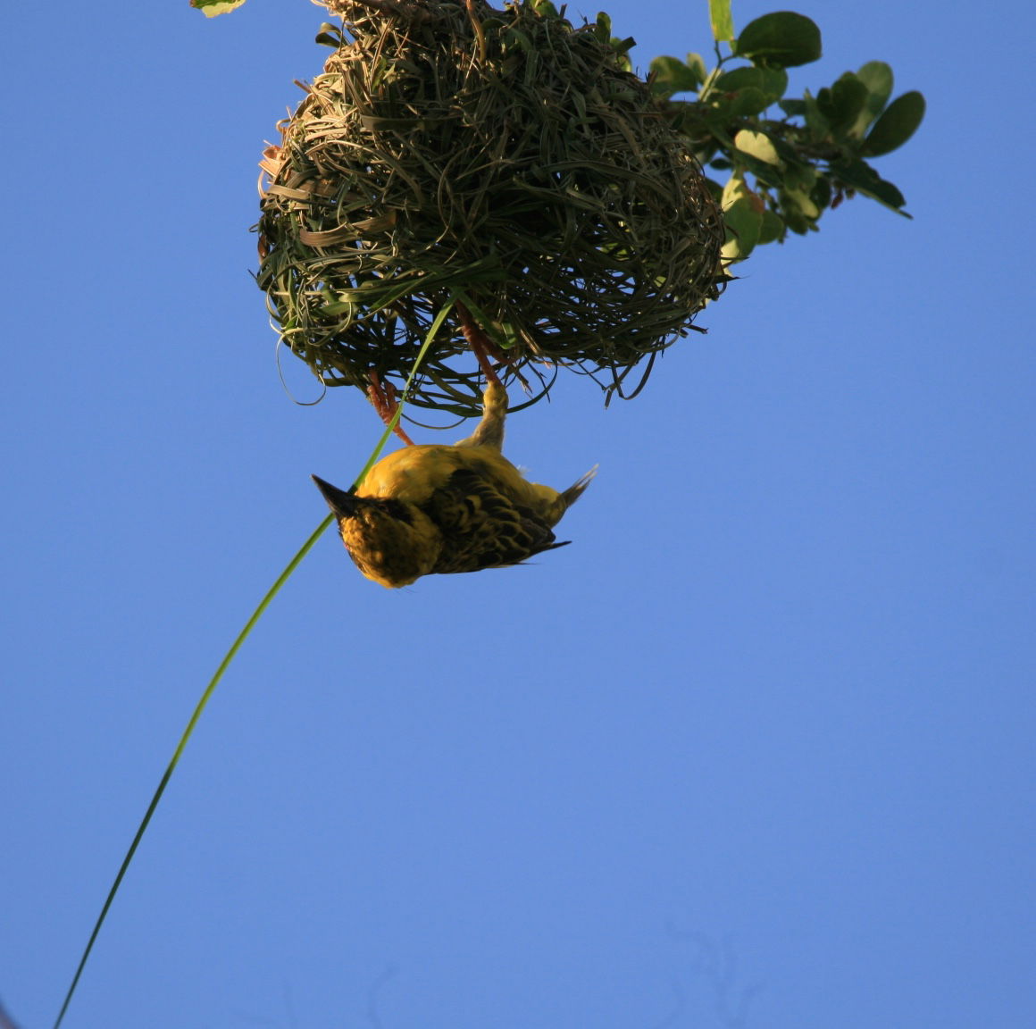 Onofhängeg Studio Piton 230708