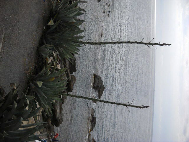 Hjemmeophold Camporosso 169397