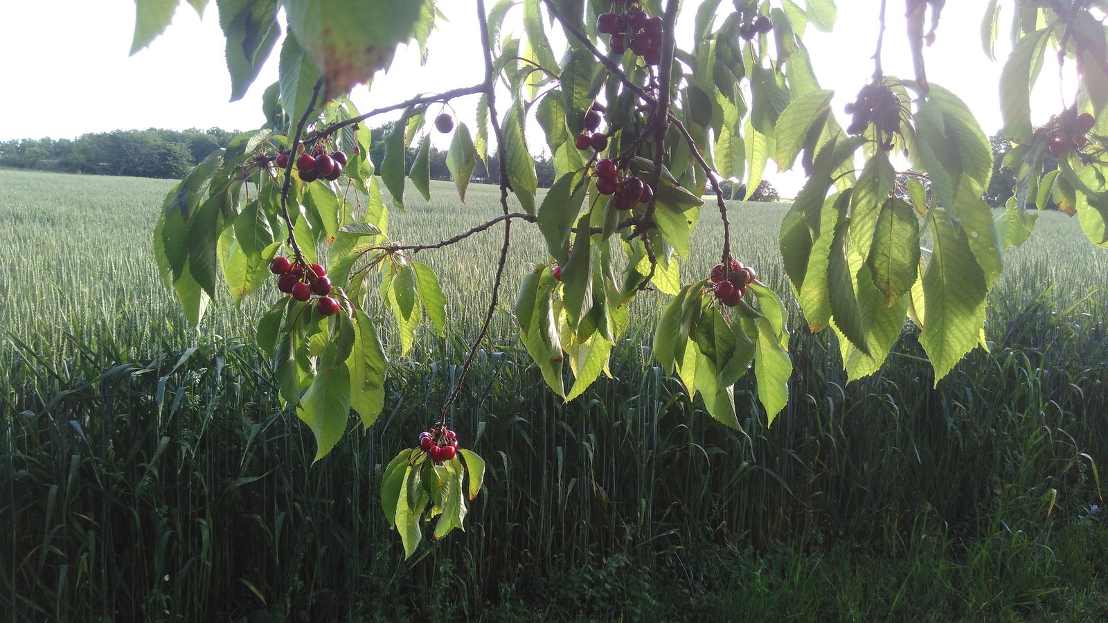 Gästezimmer Massoulès 193418