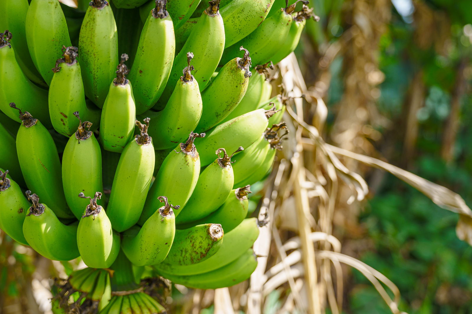 Unabhängiges Studio Ste Suzanne 251681