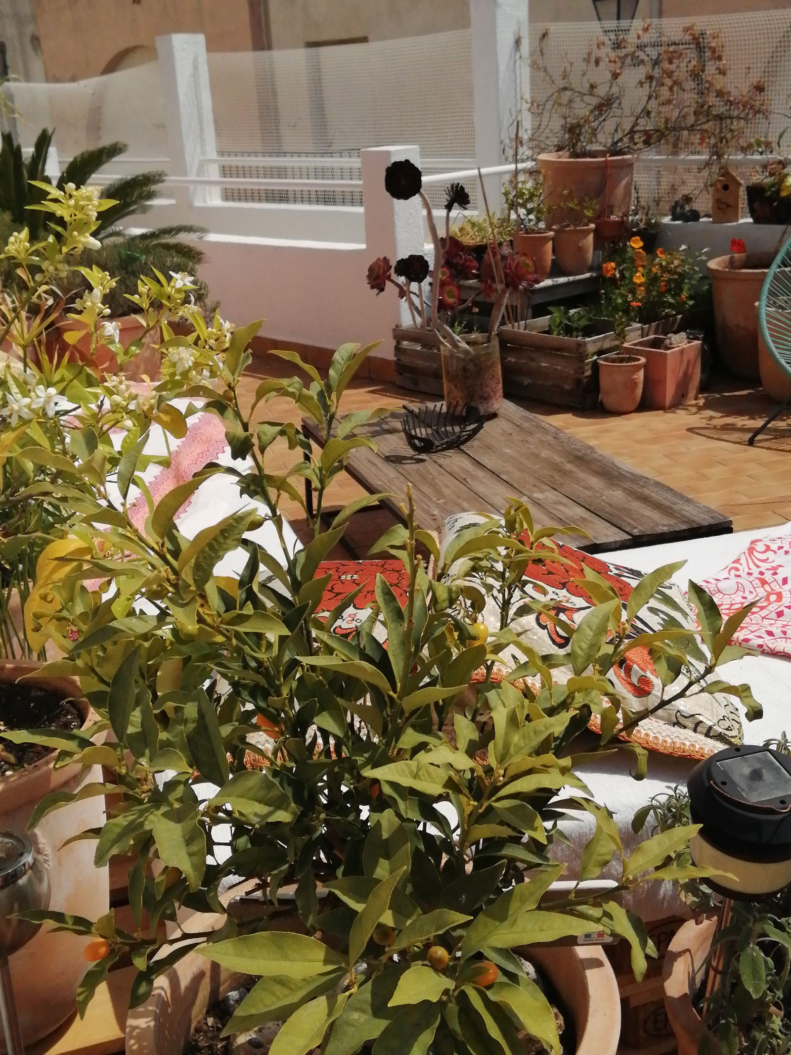 Kolokation Le Cannet 164976