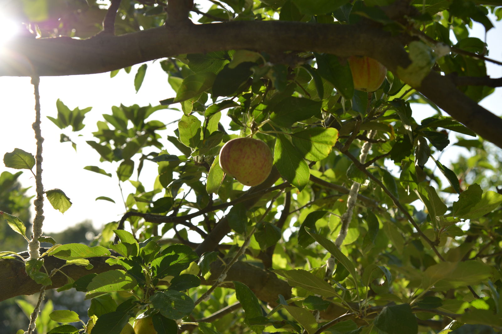 Logement Entier Molinella 174715